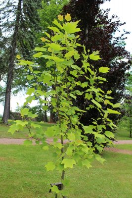 Liriodendron x Chapel Hill - liliovník čínský x tulipánokvětý - jarní habitus